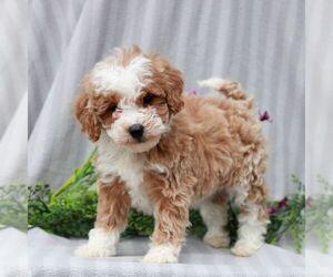 Poodle (Miniature) Puppy for sale in LITITZ, PA, USA