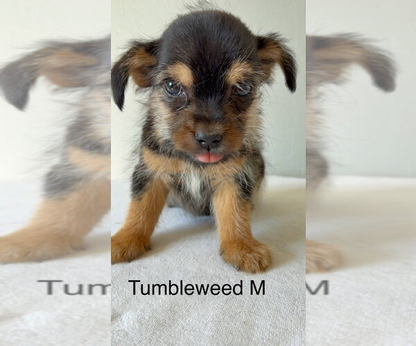 Medium Photo #1 Chihuahua-Unknown Mix Puppy For Sale in Studio City, CA, USA