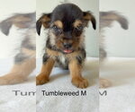 Tumbleweed #5798 - Male Chihuahua-Unknown Mix Dog for Adoption - Small photo