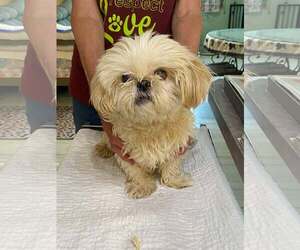 Shih Tzu Dogs for adoption in Benton, LA, USA