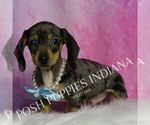 Small #6 Dachshund