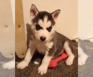 Siberian Husky Puppy for sale in FENTON, MO, USA