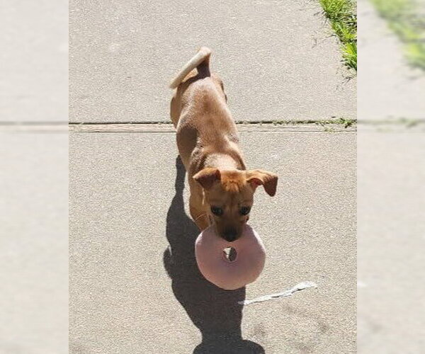 Medium Photo #3 Chug Puppy For Sale in Visalia, CA, USA