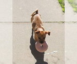 Small Photo #3 Chug Puppy For Sale in Visalia, CA, USA