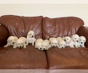 English Cream Golden Retriever Puppy for sale in BARRY SQUARE, CT, USA