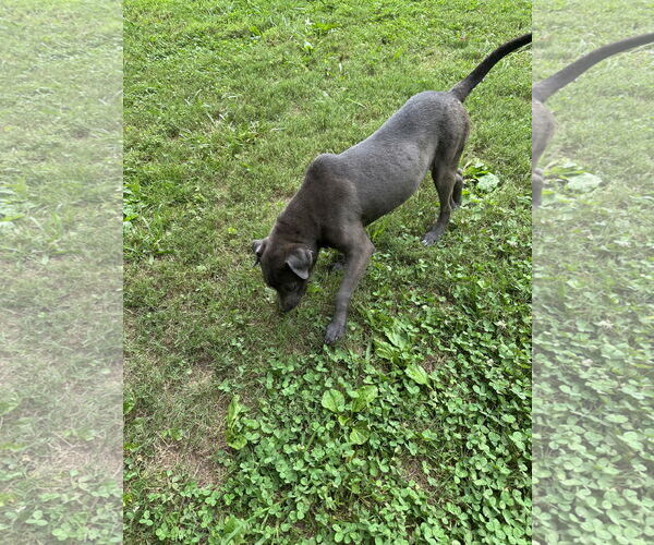 Medium Photo #6 Great Dane-Unknown Mix Puppy For Sale in Ball Ground, GA, USA
