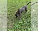 Small #5 Great Dane Mix