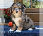 Gus - Male Bernedoodle (Miniature) Puppy for Sale - Photo #2