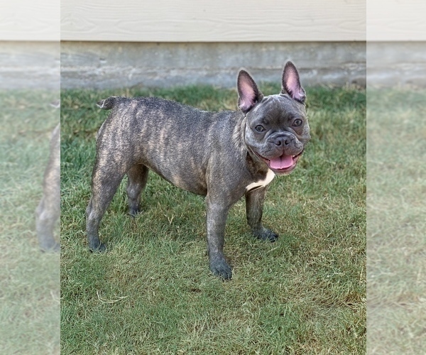 Medium Photo #22 French Bulldog Puppy For Sale in BRYAN, TX, USA