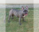 Small Photo #22 French Bulldog Puppy For Sale in BRYAN, TX, USA