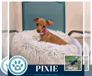 Chiweenie Dogs for adoption in Kimberton, PA, USA
