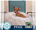 Pixie (Scooters Skittles) 100326 - Female Chiweenie Dog for Adoption - Small photo