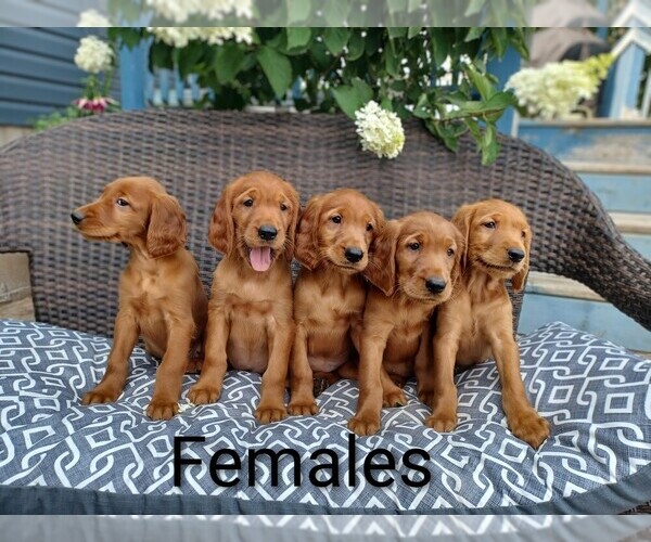Medium Photo #1 Golden Irish Puppy For Sale in STANLEY, WI, USA