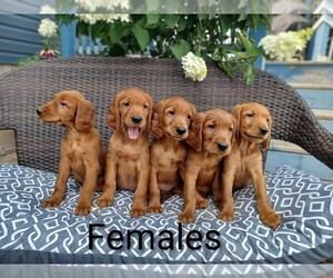 Golden Irish Puppy for sale in STANLEY, WI, USA