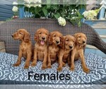 Small Golden Irish