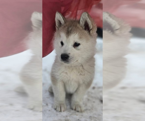 Medium Photo #1 Alaskan Malamute Puppy For Sale in CRIVITZ, WI, USA