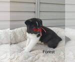 Small Photo #8 Akita Puppy For Sale in FRESNO, OH, USA