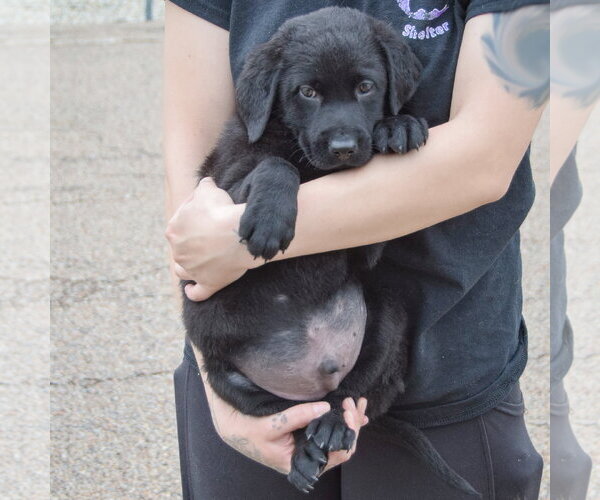 Medium Photo #4 Mutt Puppy For Sale in Huntley, IL, USA