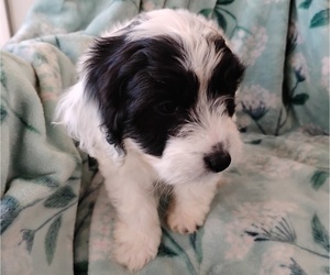 Cockapoo (Miniature) Puppy for Sale in FITZGERALD, Georgia USA
