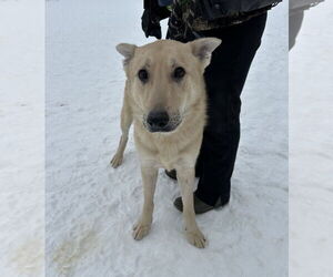 German Shepherd Dog Dog for Adoption in Evansville, Indiana USA