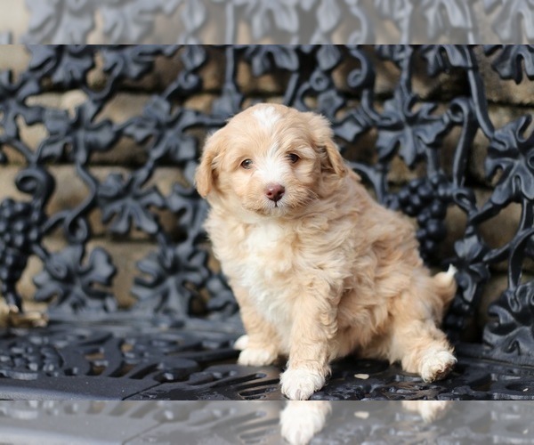 Medium Photo #14 Pom-A-Poo Puppy For Sale in BREMEN, IN, USA