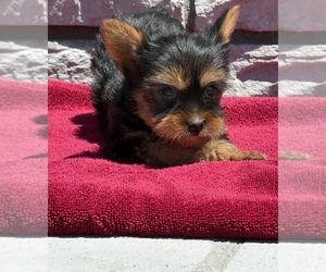 Yorkshire Terrier Puppy for Sale in WILEY, Colorado USA