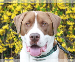 Finn - Male Saint Bernard-Unknown Mix Dog for Adoption - Photo #2