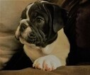 Small Photo #3 English Bulldog Puppy For Sale in CASTALIA, NC, USA