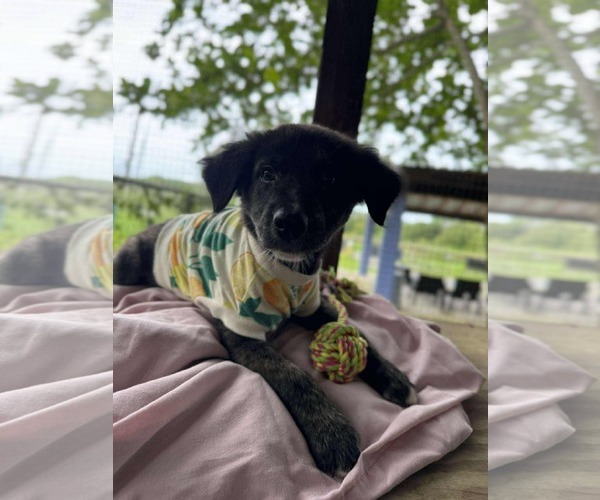 Medium Photo #3 Labrador Retriever-Unknown Mix Puppy For Sale in NYC, NY, USA