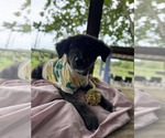 Small #2 Labrador Retriever Mix