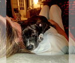 Small #3 Mutt