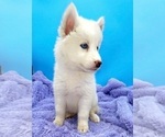 Small #3 Siberian Husky