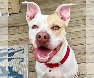 Medium American Bulldog Mix