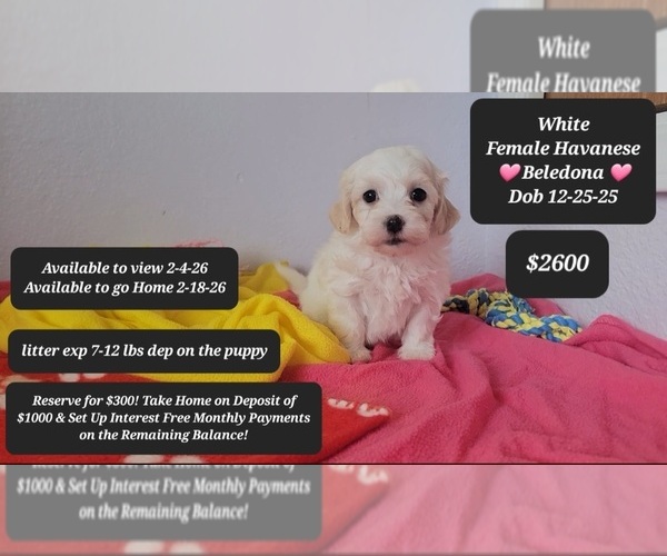 Medium Photo #1 Havanese Puppy For Sale in TUCSON, AZ, USA