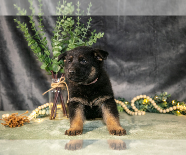 Medium Photo #19 German Shepherd Dog Puppy For Sale in SHIPSHEWANA, IN, USA