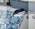 Small Photo #2 Labrador Retriever-Unknown Mix Puppy For Sale in Thomasville, NC, USA