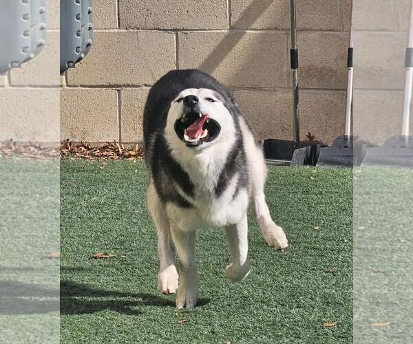 Medium Photo #3 Siberian Husky-Unknown Mix Puppy For Sale in Rockwall, TX, USA