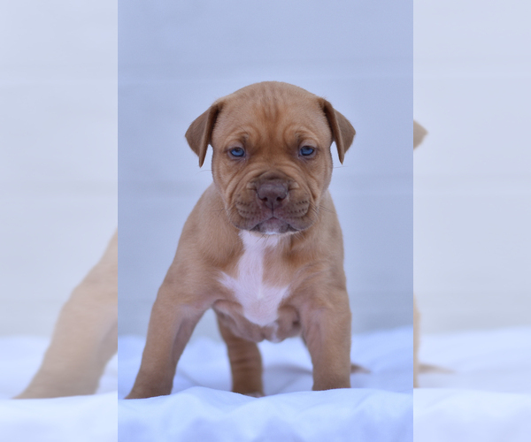 Medium Photo #2 American Bully Puppy For Sale in GOSHEN, KY, USA