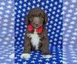 Small Photo #6 Aussiedoodle Puppy For Sale in PORT DEPOSIT, MD, USA