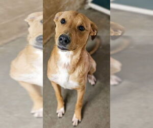 Thumper - Male Mutt Dog for Adoption - Photo #2