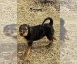 Puppy Brown Airedale Terrier