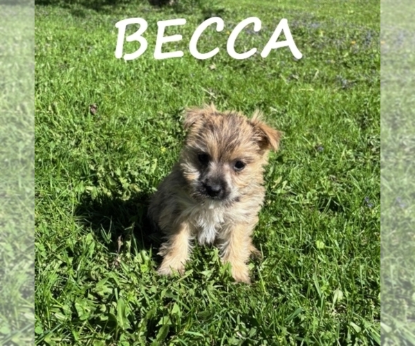Medium Photo #2 Cairnoodle Puppy For Sale in HARTLAND, MN, USA