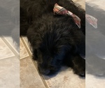 Small Photo #2 Labradoodle Puppy For Sale in LAFAYETTE, IN, USA