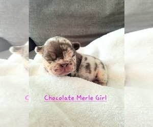 French Bulldog Puppy for sale in LAS VEGAS, NV, USA