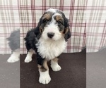 Small Photo #5 Bernedoodle Puppy For Sale in DUNDEE, OH, USA