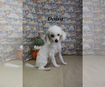 Image preview for Ad Listing. Nickname: Daisy