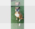 Small #6 Boxer