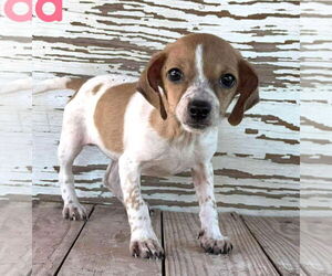 Raggle Dogs for adoption in Rockaway, NJ, USA