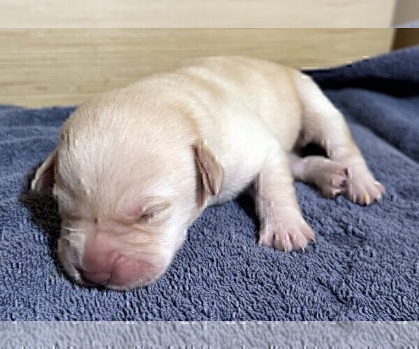 Medium Photo #73 Labrador Retriever Puppy For Sale in HIGH POINT, NC, USA