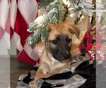 Small #1 Labrador Retriever Mix